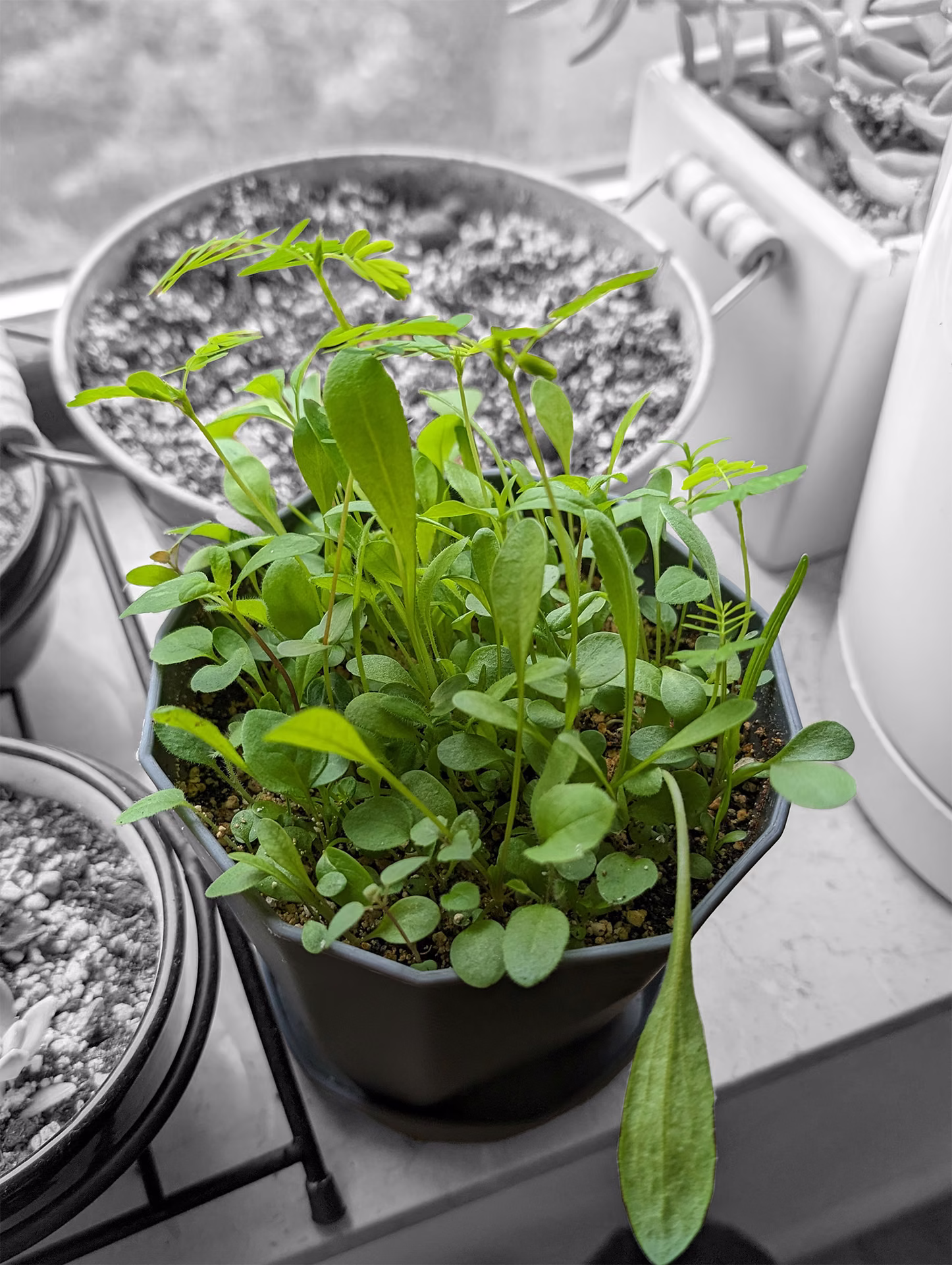 Wildflower shoots rising above the pot